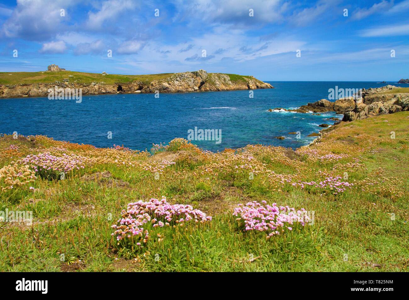 France, Finistere, Ponant islands, The Regional Natural Park of Armorica, Iroise Sea, Ouessant Island, Biosphere Reserve (UNESCO), Armeria maritima Flowers and Keller Island Stock Photo