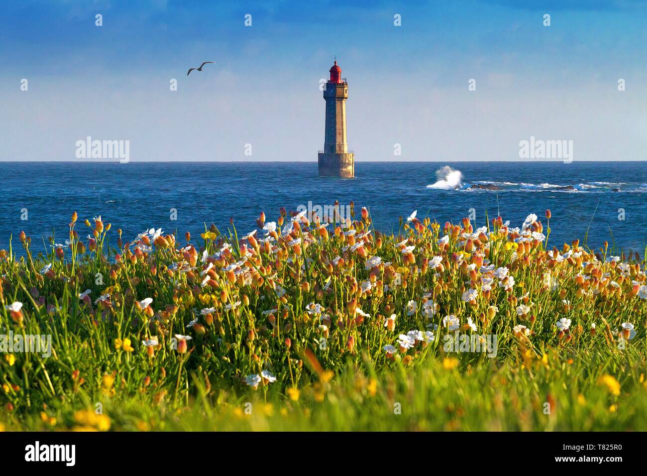 France, Finistere, Ponant islands, The Regional Natural Park of Armorica, Iroise Sea, Ouessant Island, Biosphere Reserve (UNESCO), La Jument Lightouse in Spring Stock Photo
