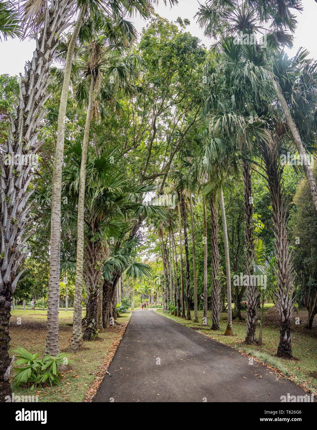 Mauritius, Pamplemousses disctrict, Pamplemousses, Sir Seewoosagur Botanical Garden, Pamplemousses Garden Stock Photo