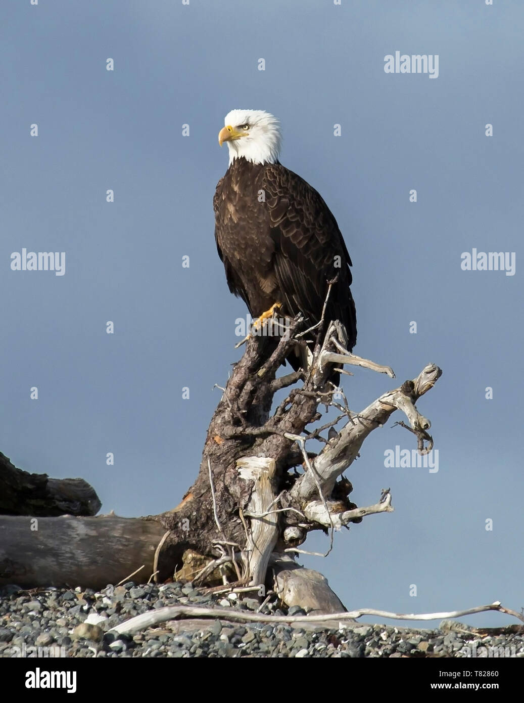 Bald Eagle flying and fishing near Homer Alaska Stock Photo