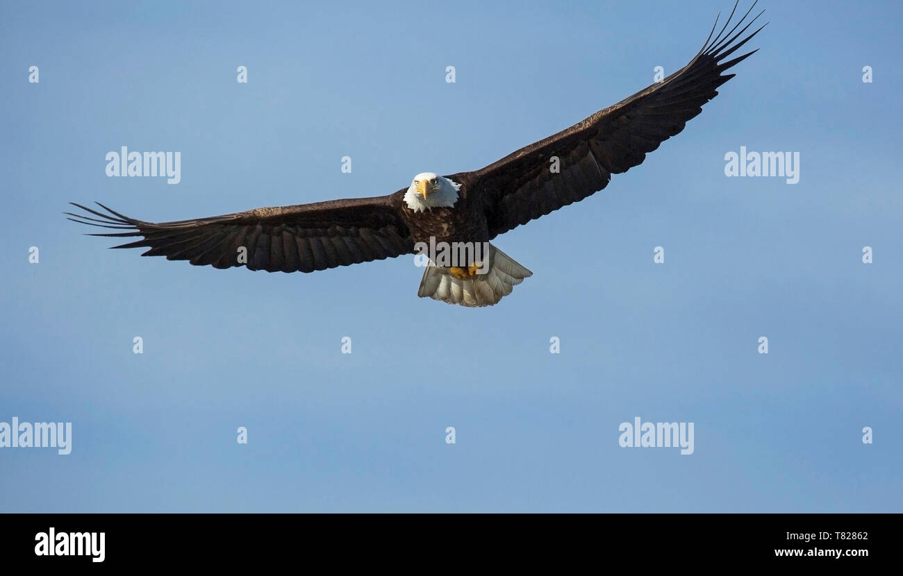 Bald Eagle flying and fishing near Homer Alaska Stock Photo