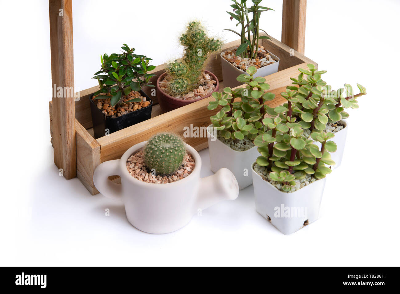 Various of small cactus in difference jardiniere on white background Stock  Photo - Alamy