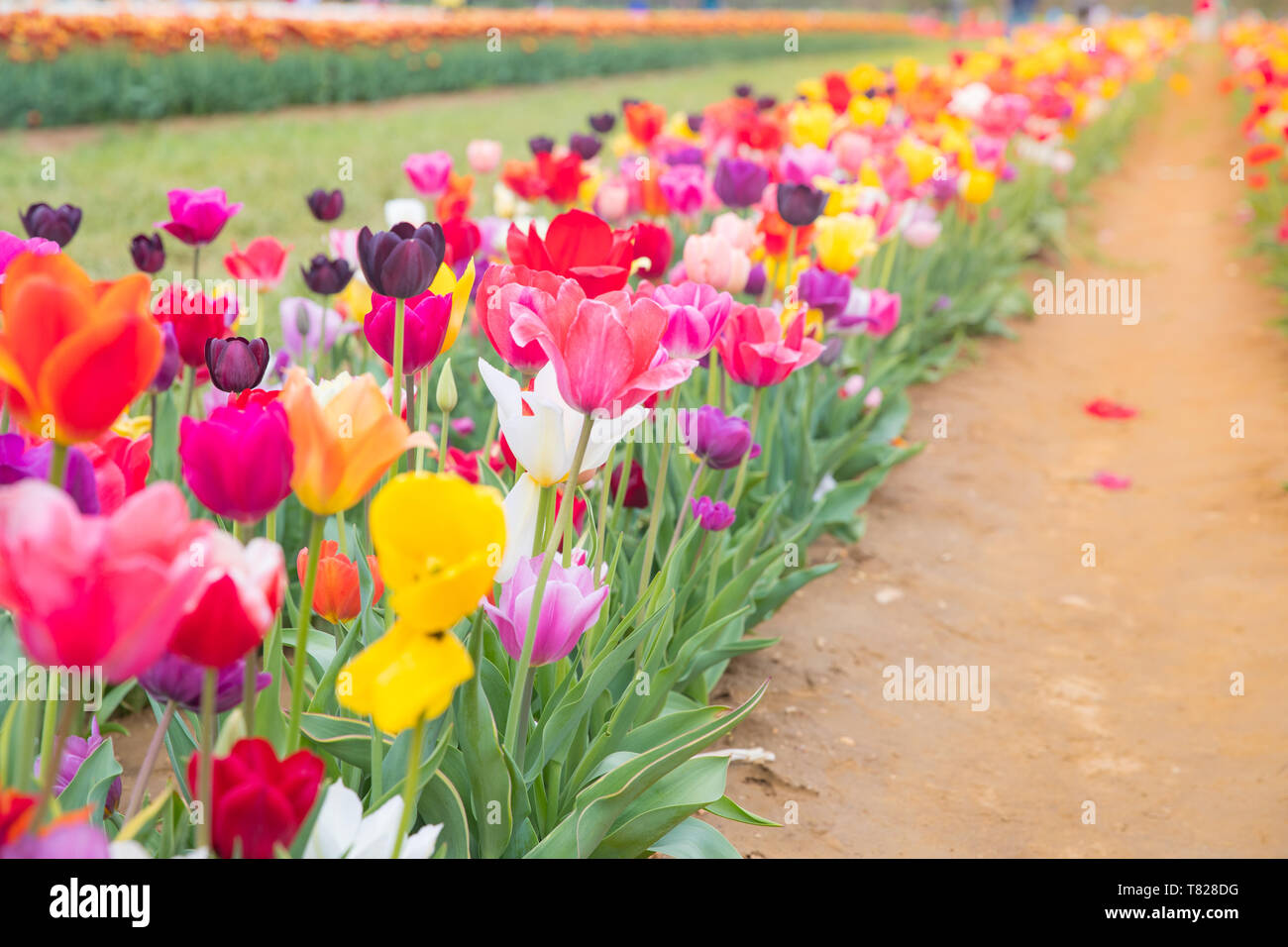Flower beds with colorful tulips - Image Stock Photo - Alamy
