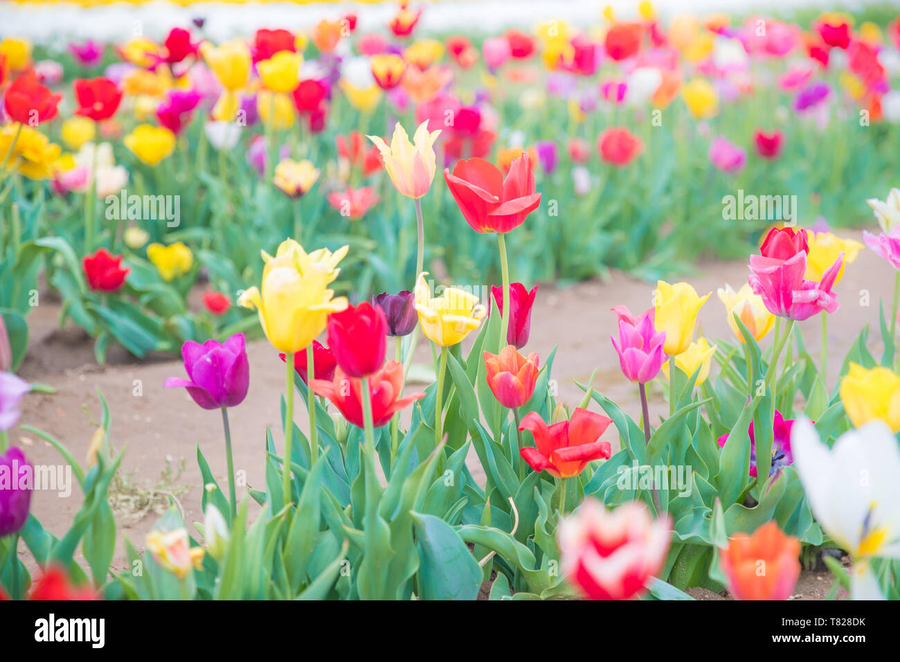 Flower beds with colorful tulips - Image Stock Photo - Alamy