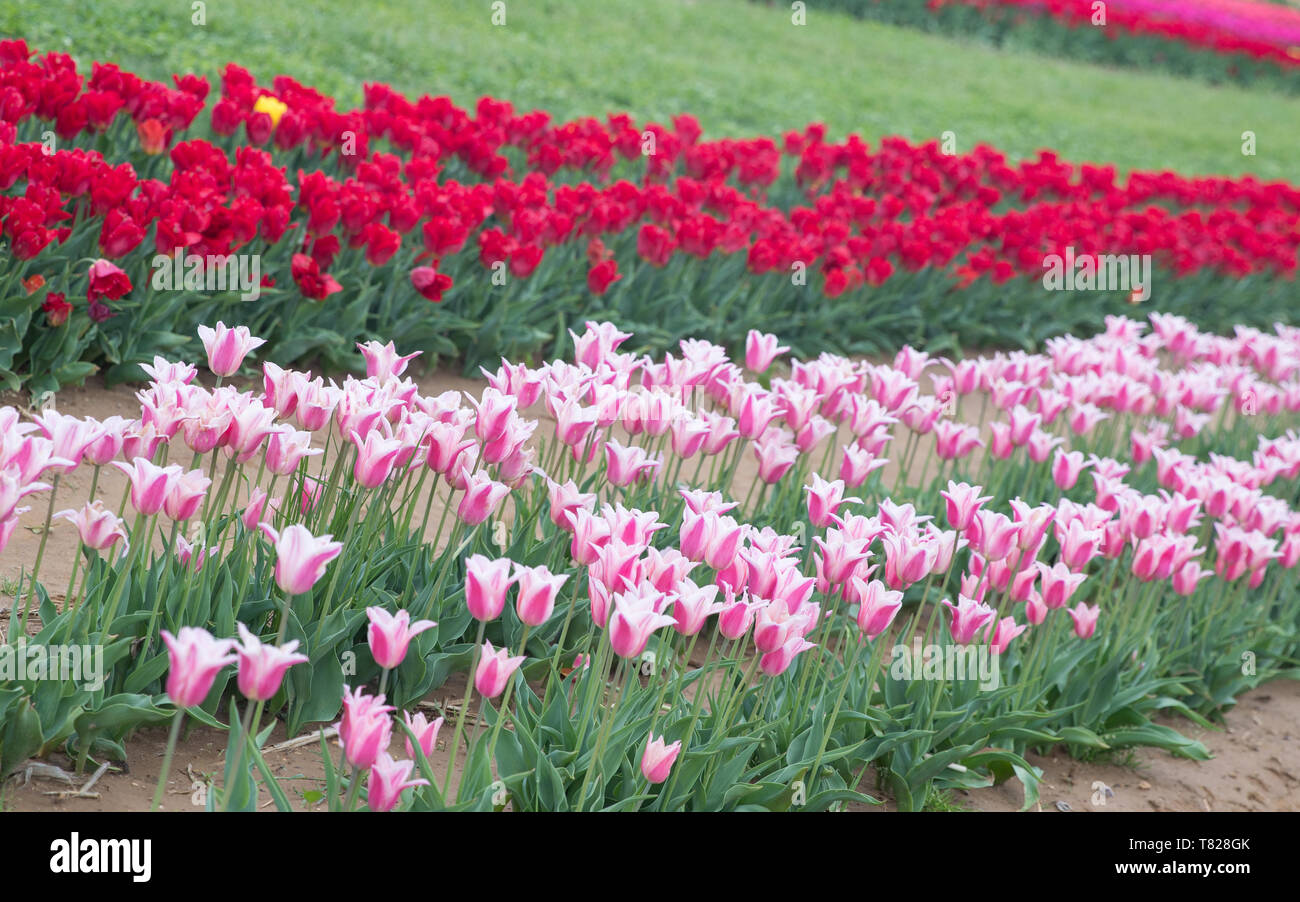 Flower beds with colorful tulips - Image Stock Photo - Alamy
