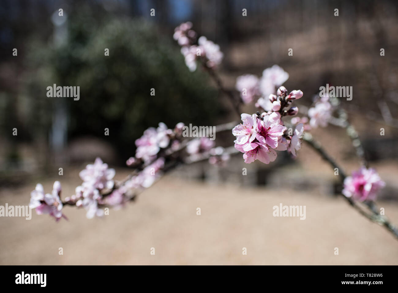 The Crossnore School is a Christian foster care organization which