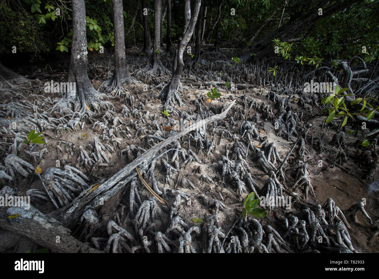 mangroves-in-wayag-island-raja-ampat-west-papua-indonesia-stock