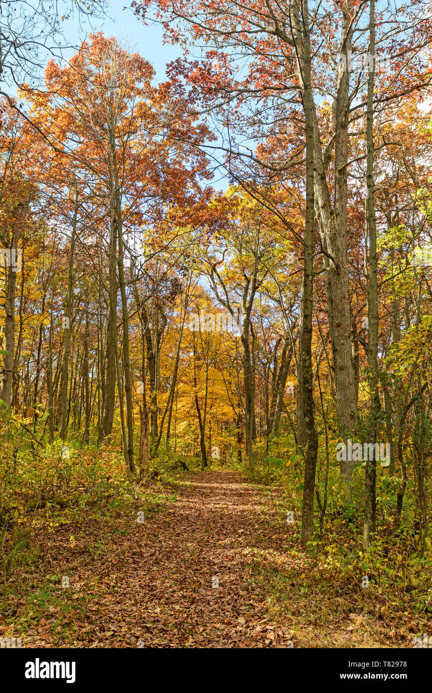 Quiet Path in the Forest in Blue Mound State Park in Wisconsin Stock