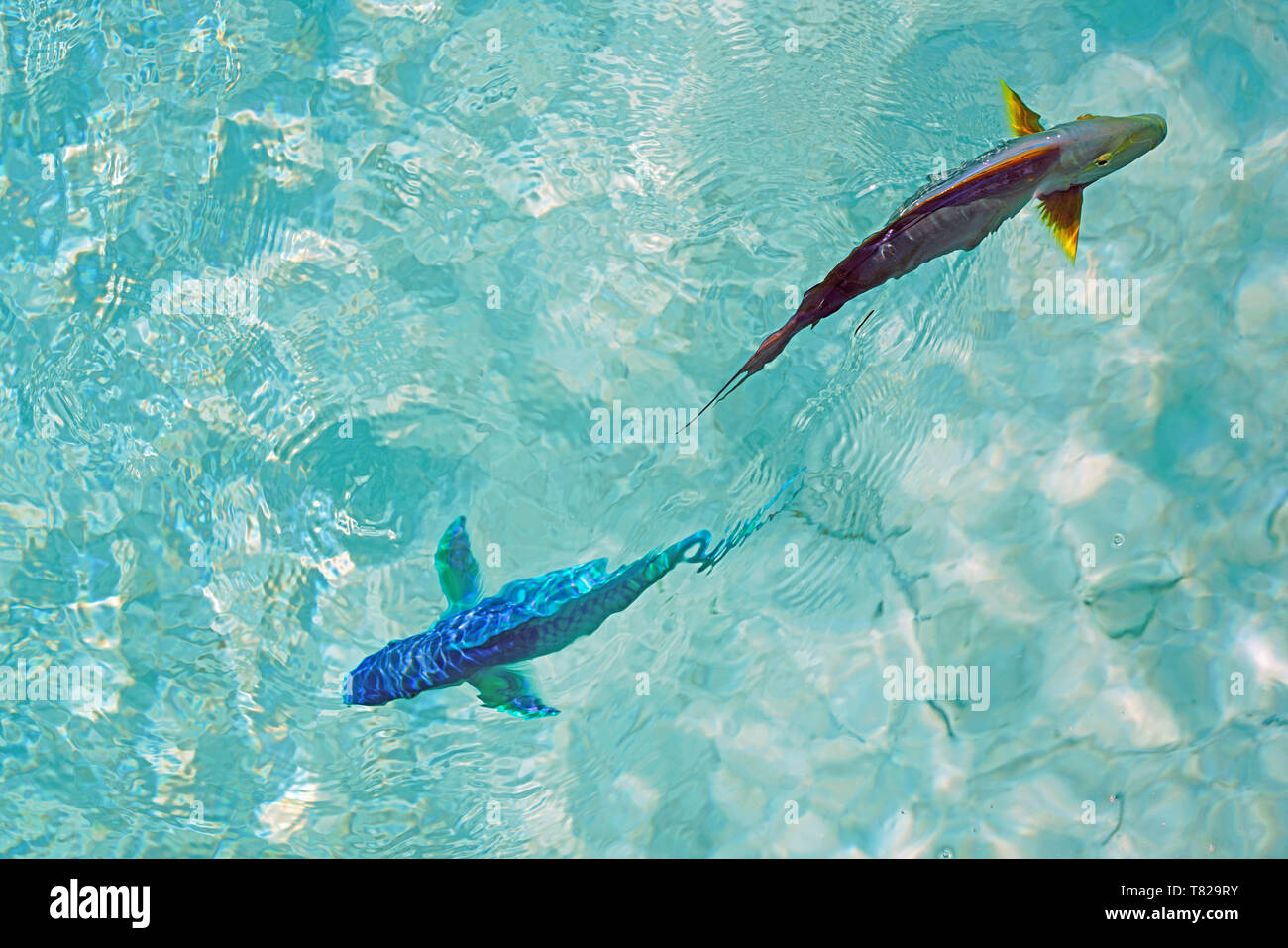 Underwater view of a multicolor parrotfish in the Caribbean Sea Stock Photo