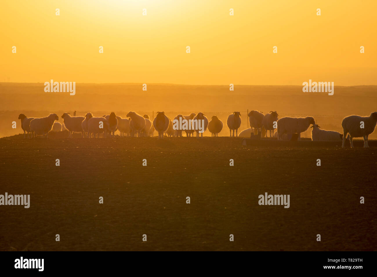 The sheep return at sunset.In Inner Mongolia, China. Stock Photo