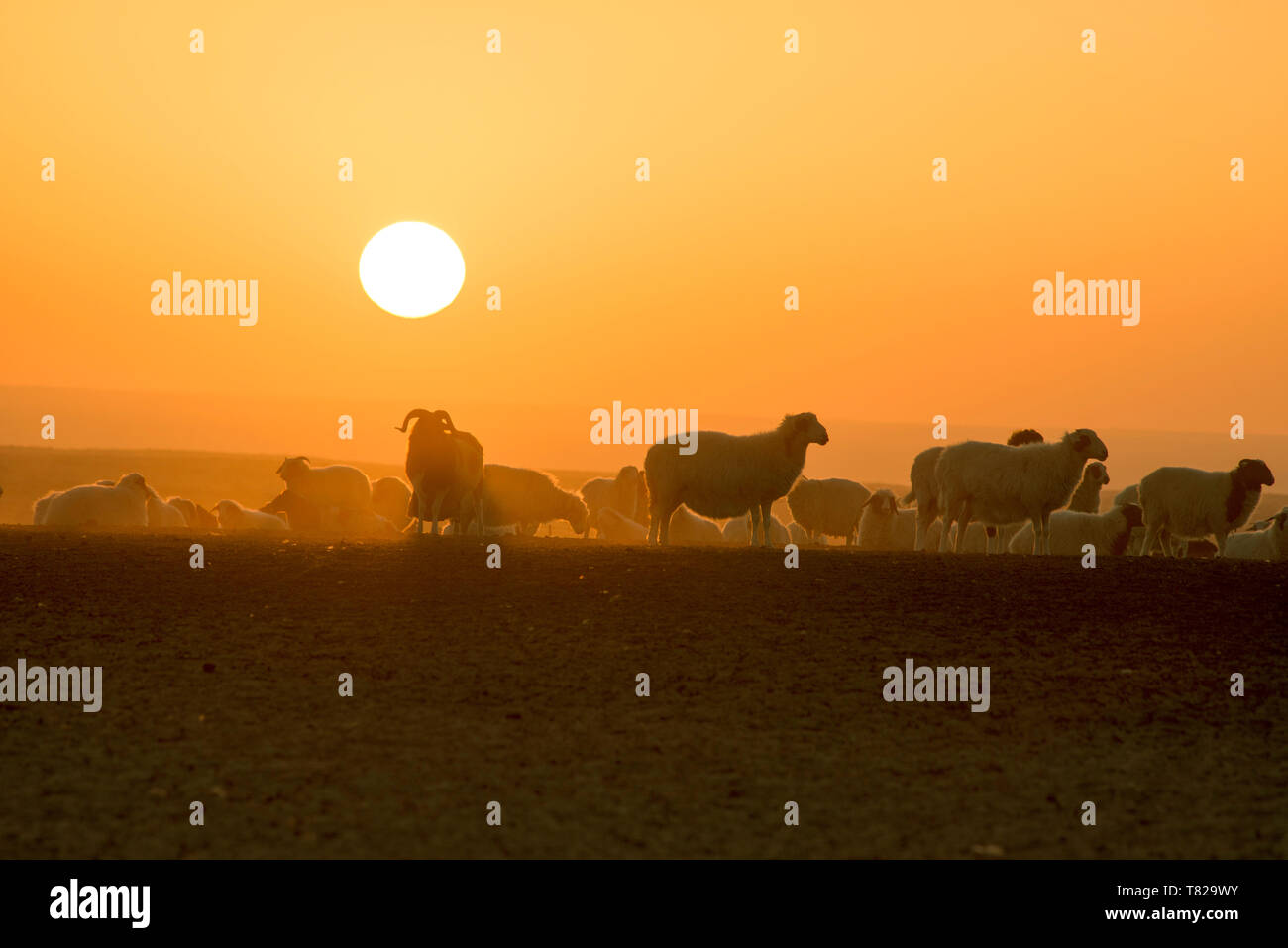 The sheep return at sunset.In Inner Mongolia, China. Stock Photo