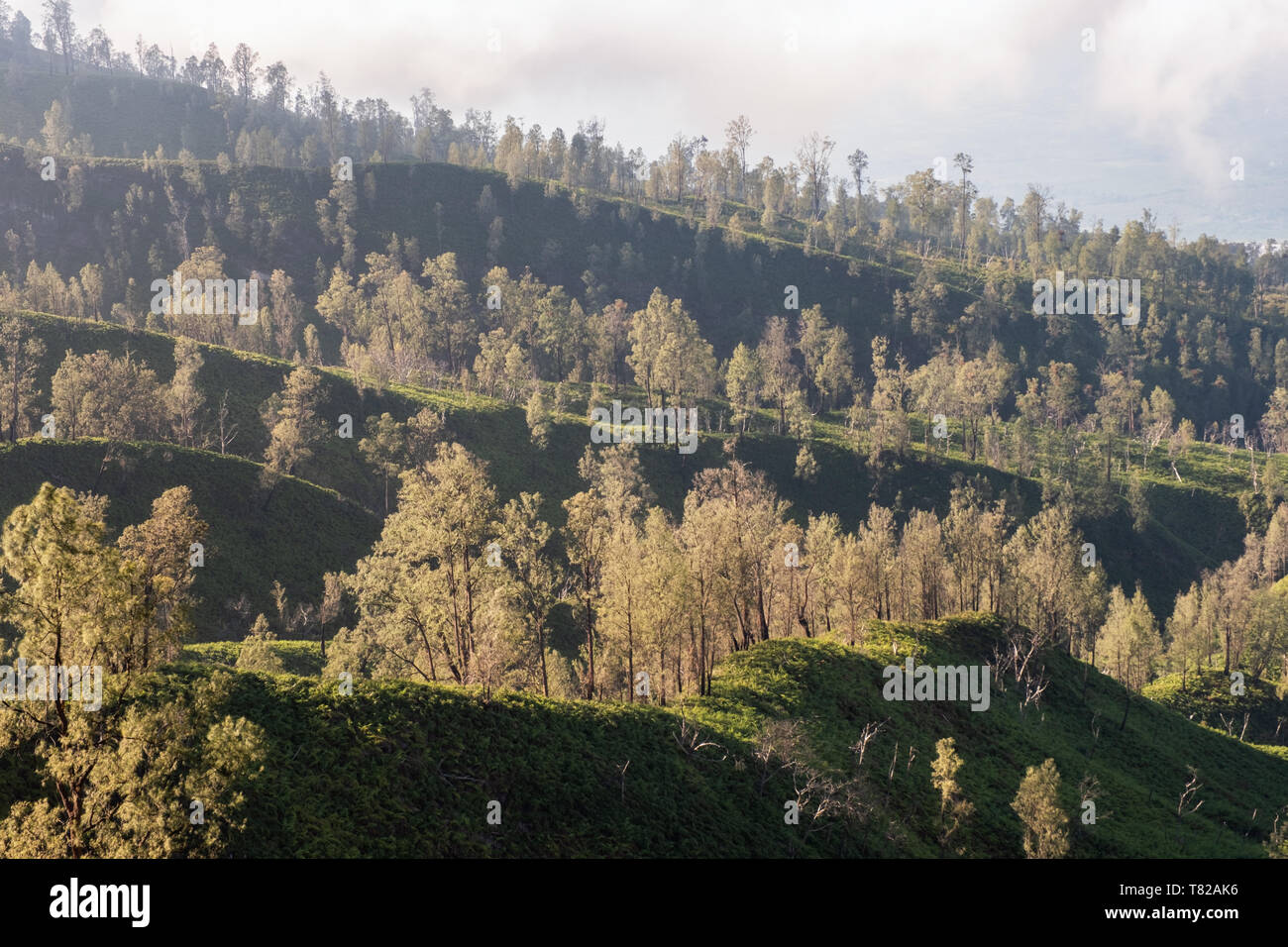 Trees grown on mountain hill with sunlight Stock Photo