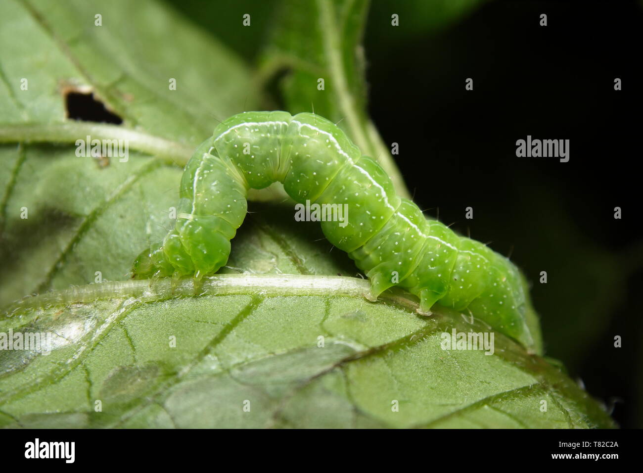 Cabbage White Butterfly Caterpillar feeding on the underside of a potato plant leaf. Stock Photo