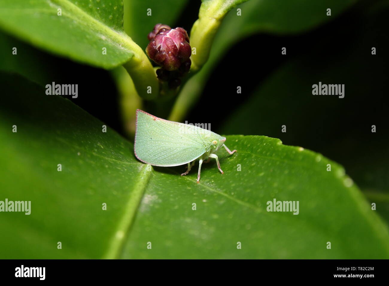 Flatidae Planthopper - 'Siphanta acuta' Stock Photo