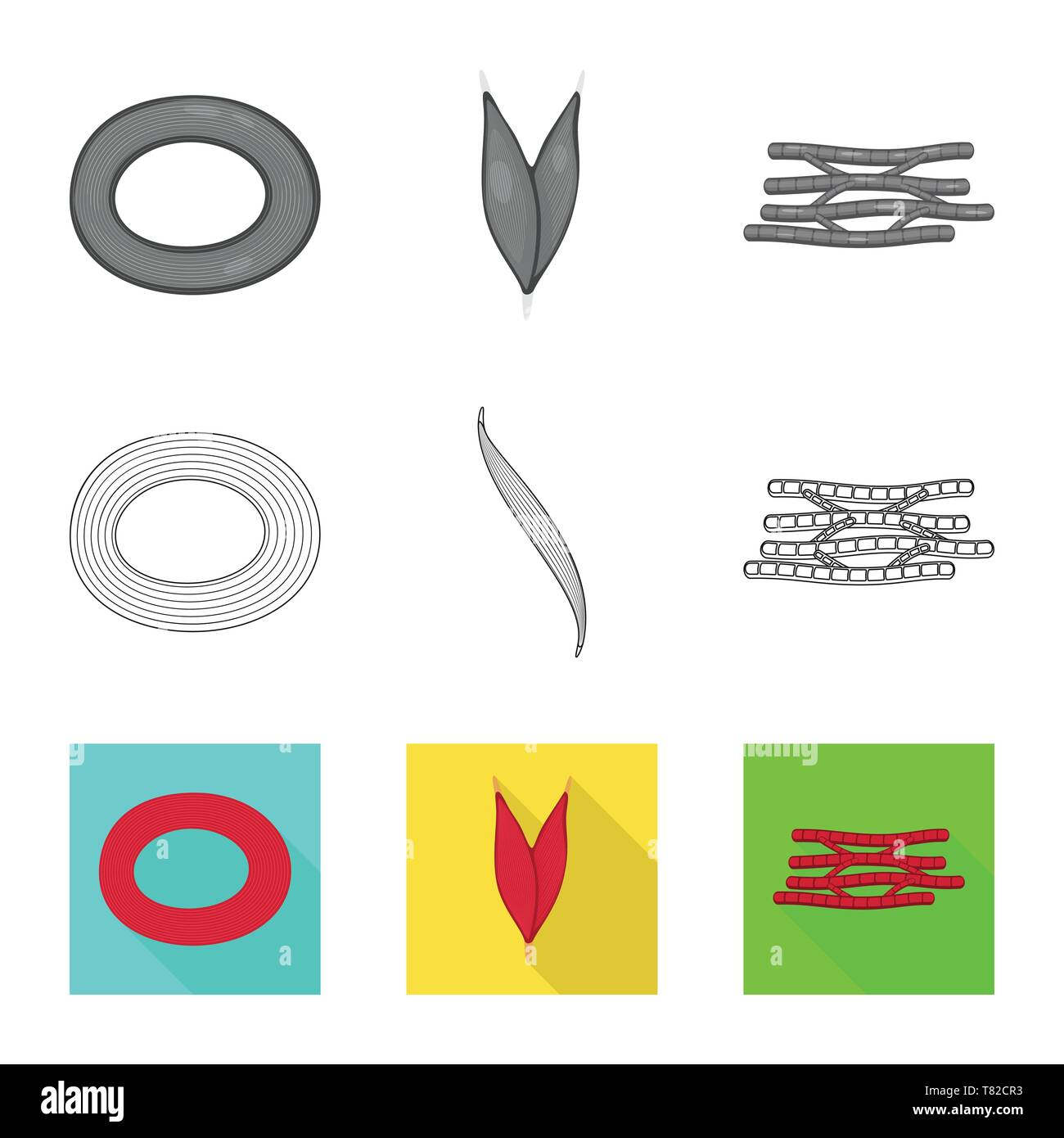 Vector illustration of fiber and muscular icon. Set of fiber and body ...