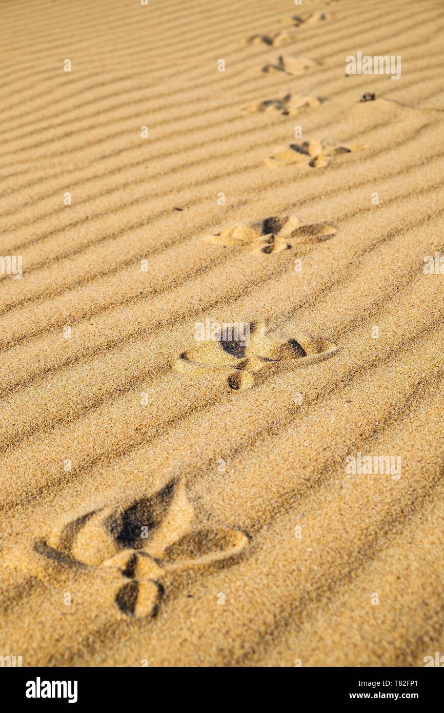 Portugal Algarve region Southwest - Portugal Algarve Region Southwest Alentejano And Costa Vicentina Natural Park Carrapateira On The Rota Vicentina Hiking Trail Bordeira Beach Bird Footprints In The Sand T82FP1 
