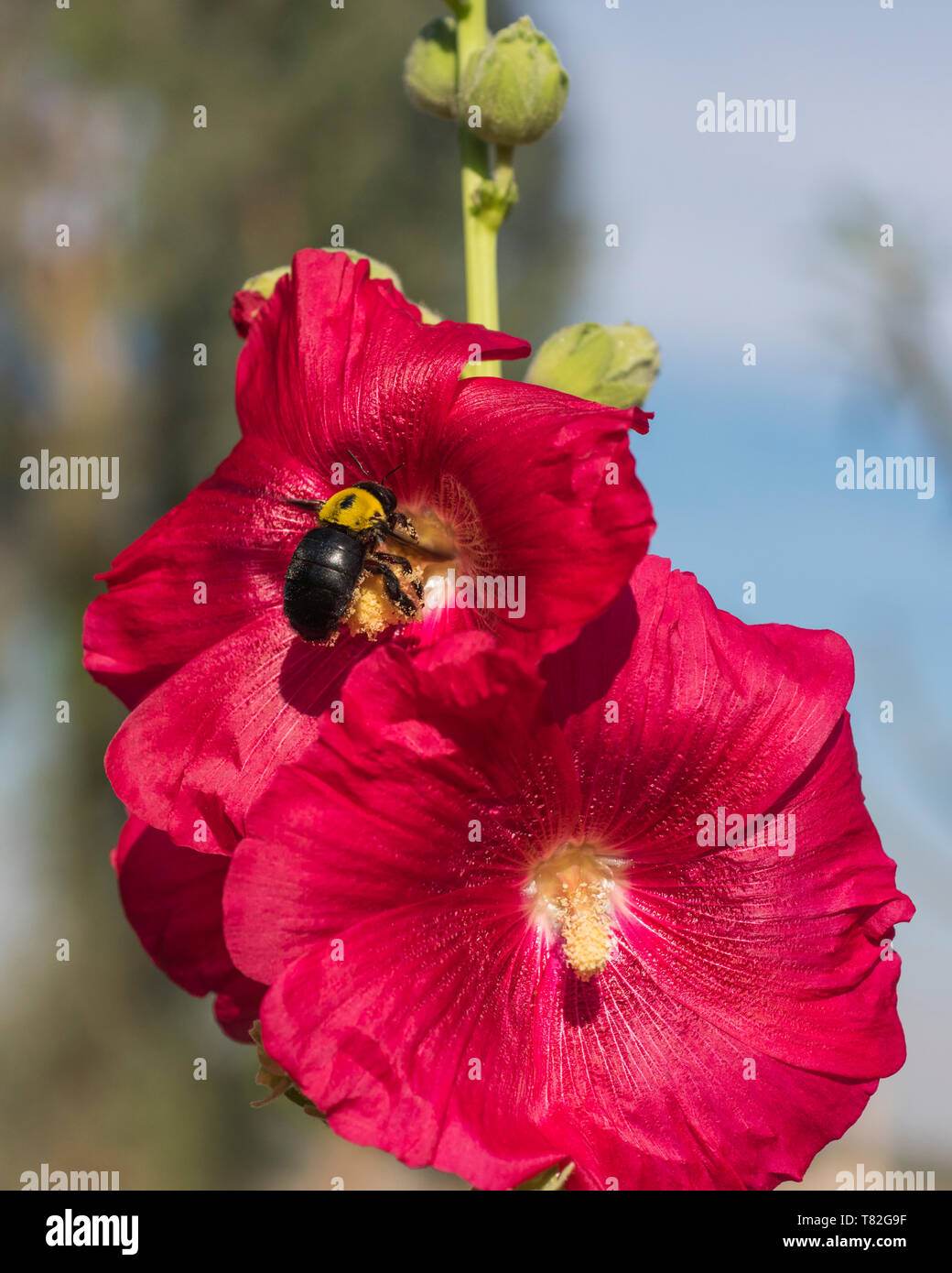 Hibiscus rosa sinensis leaf hi-res stock photography and images - Alamy