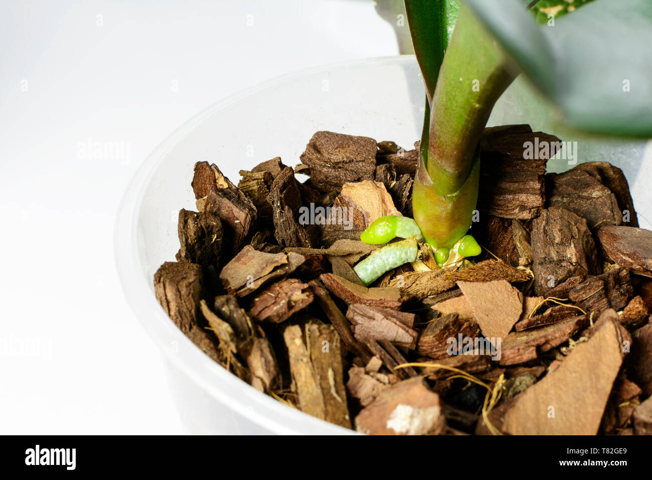 Orchid grows new young roots. Close up roots in the active phase of