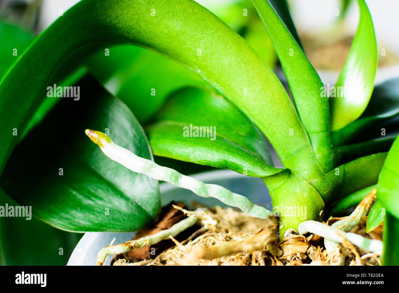 Orchid grows new young roots. Close up roots in the active phase of
