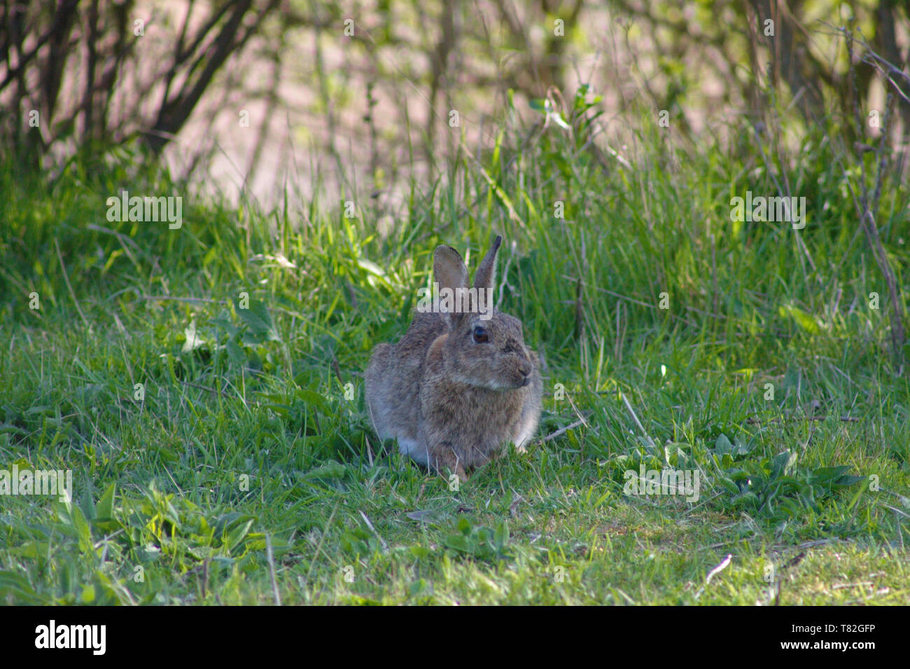 Wild rabbit (lepus cuniculus) sitting in the grass. Wildlife in South England. Stock Photo