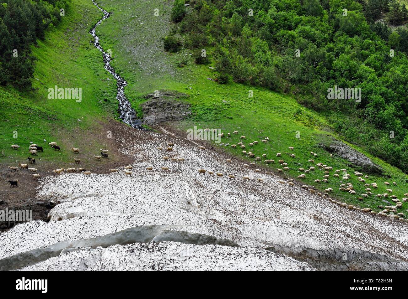 Georgia, Kakheti, Tusheti National Park, Alazani River Valley in the mountains of Pirikiti, flock of sheep crossing a firn along the river Stock Photo