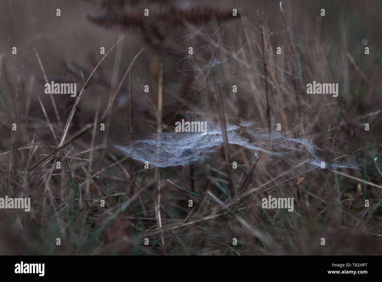 Spinnennetz im morgendlichen Dämmerungslicht im dürren Gras Stock Photo