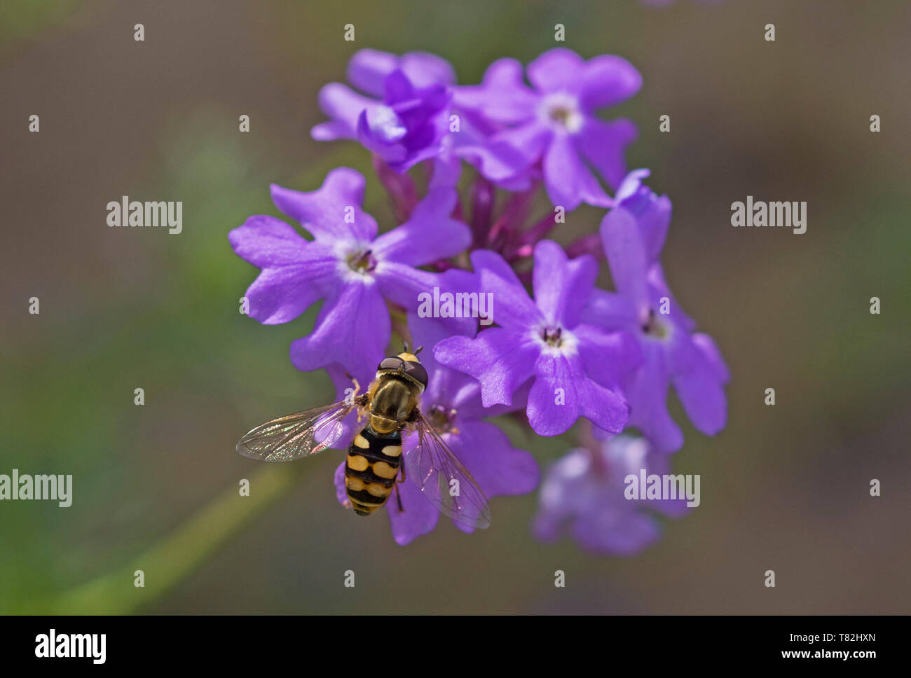 Close-up detail of a hover fly eupeodes corolla on purple Elizabeth Earle flowers Primula allionii in garden during spring Stock Photo
