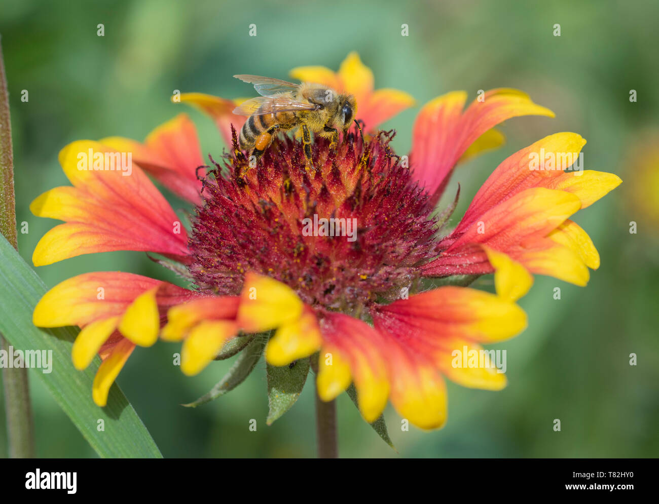 Close-up detail of a honey bee apis collecting pollen on yellow and red firewheel flower gaillardia pulchella in garden Stock Photo