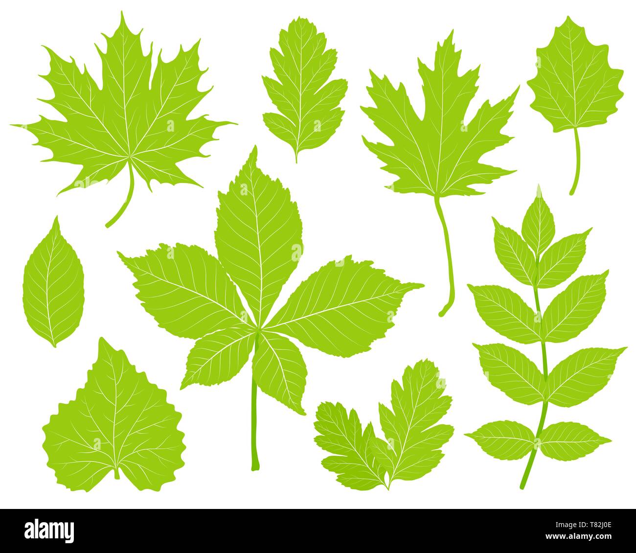 green leaves set isolated on white Stock Vector Image & Art - Alamy
