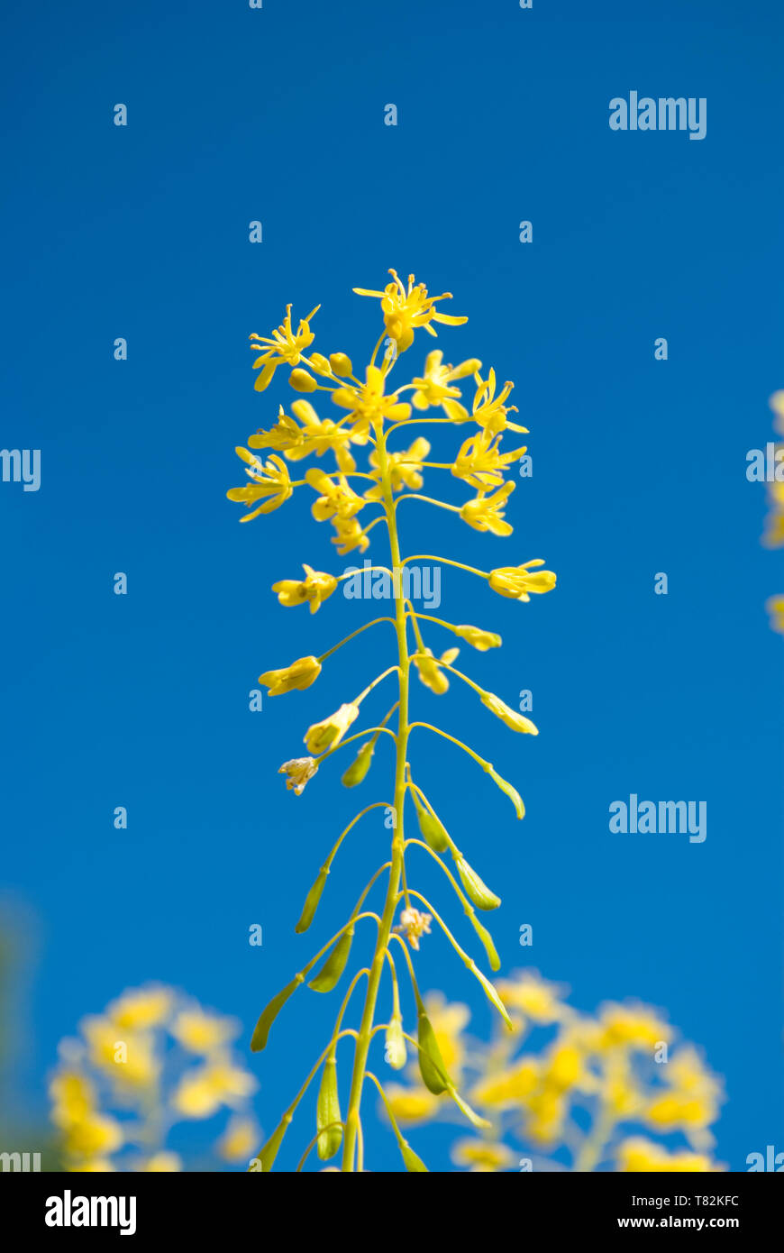 Woad plant against Blue Sky Stock Photo