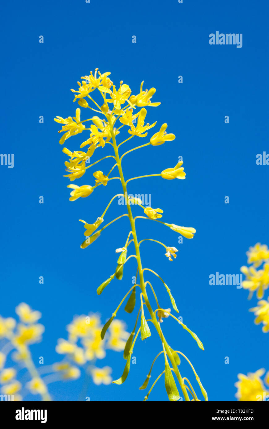 Woad plant against Blue Sky Stock Photo