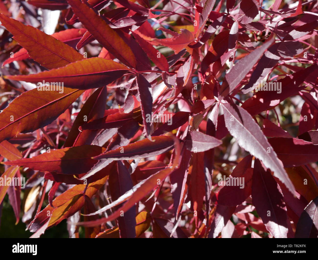 Closeup of Claret Ash tree in Autumn Stock Photo
