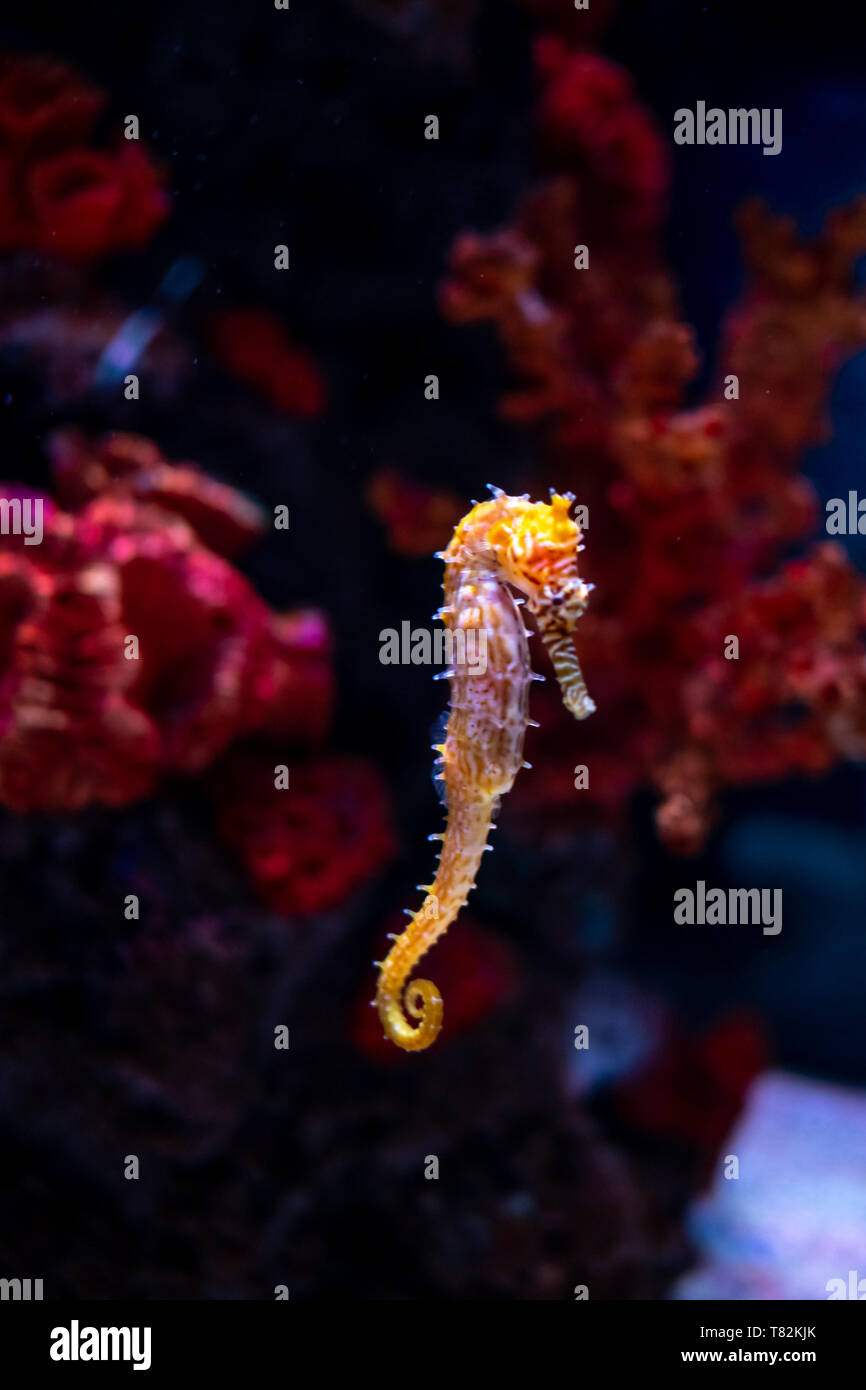 Sea horse in aquarium. These seahorses live in the warm seas around  Indonesia, Philippines and Malaysia. They are usually yellow and have an  unusual b Stock Photo - Alamy