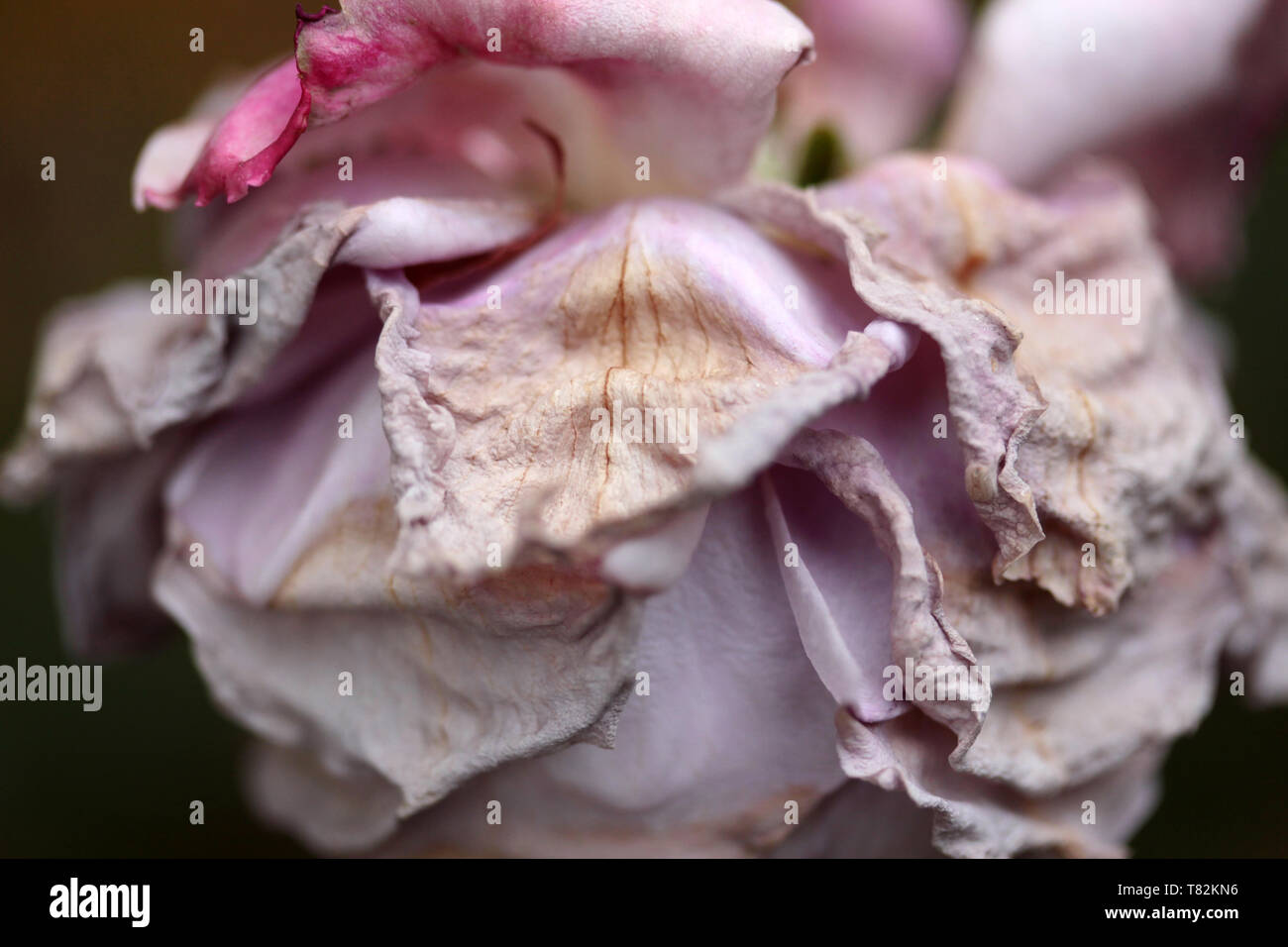 dry pink rose in the garden Stock Photo Alamy