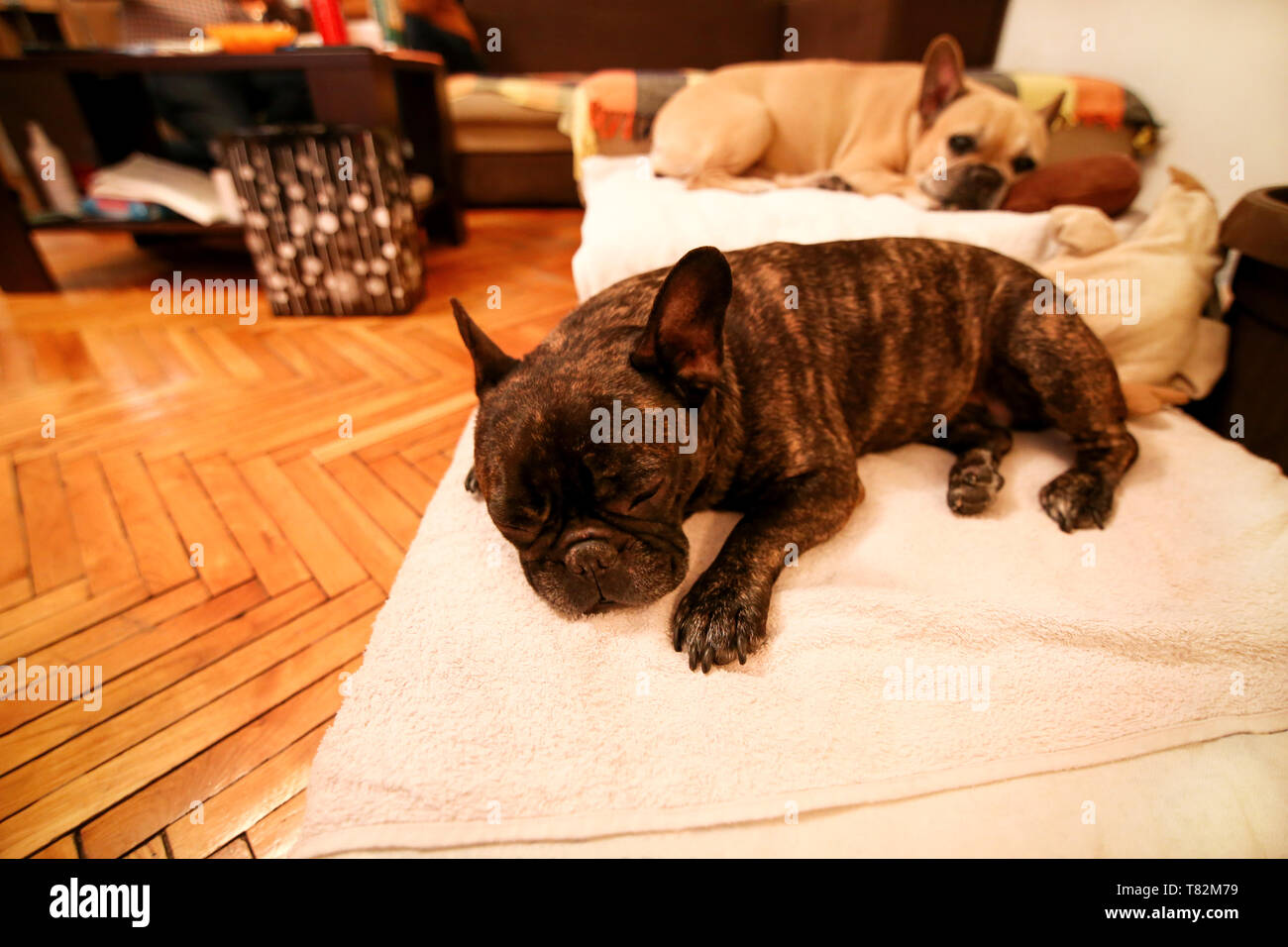 Dogs rest at home. Beautiful french bulldog lying, enjoying, relaxing