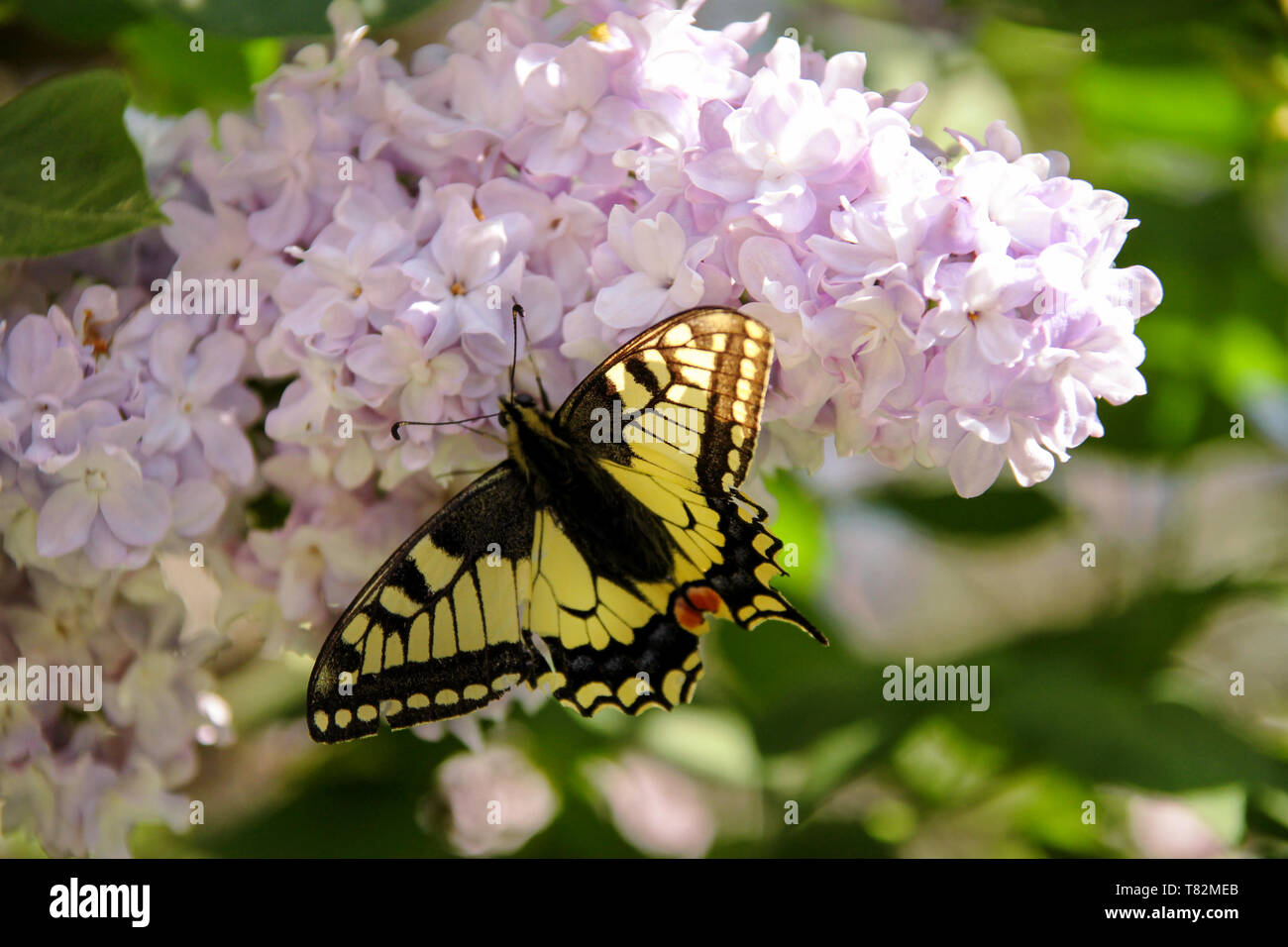 Eastern tiger swallowtail butterfly in spring in garden with purple ...