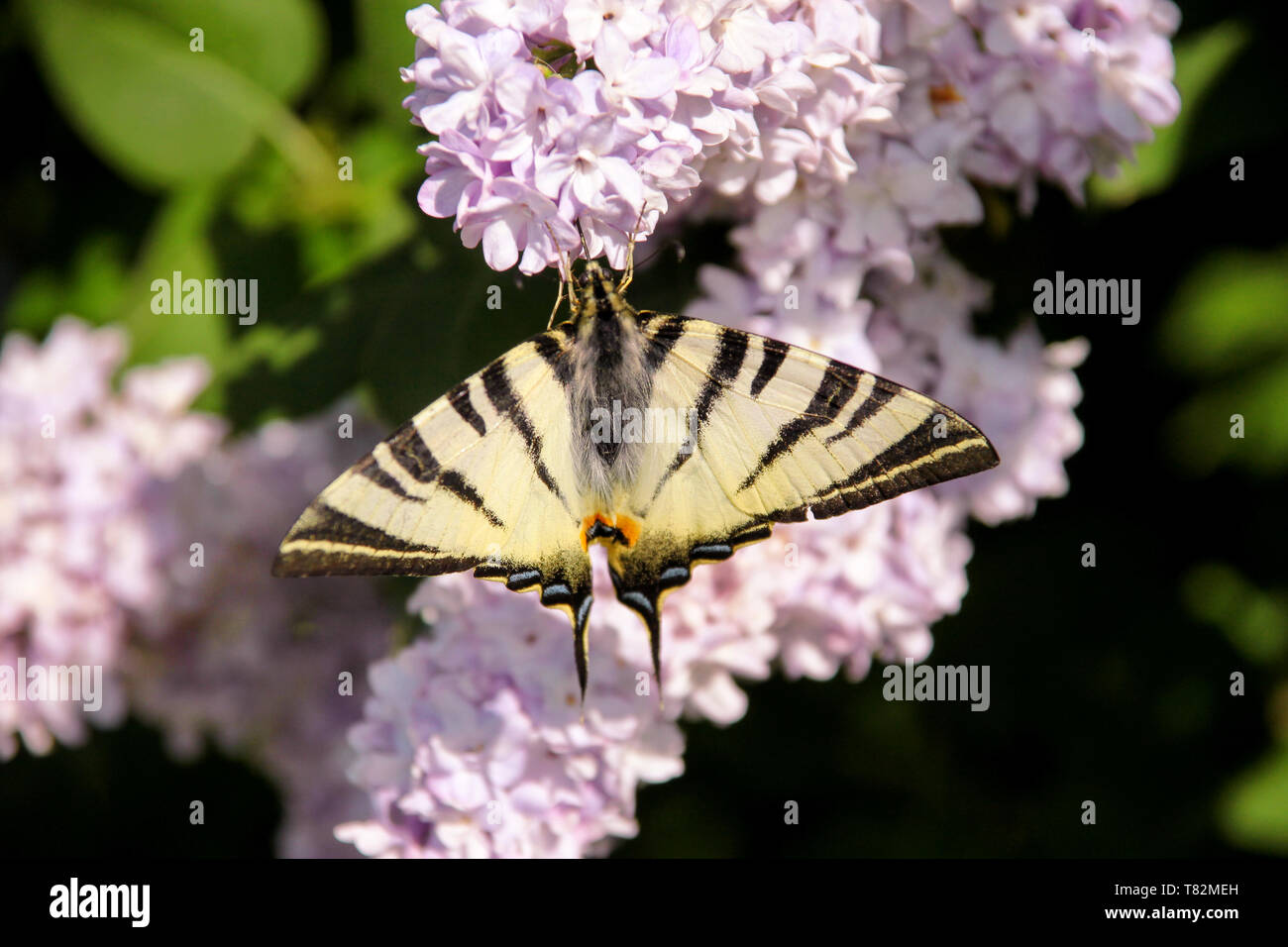 Eastern tiger swallowtail butterfly in spring in garden with purple ...