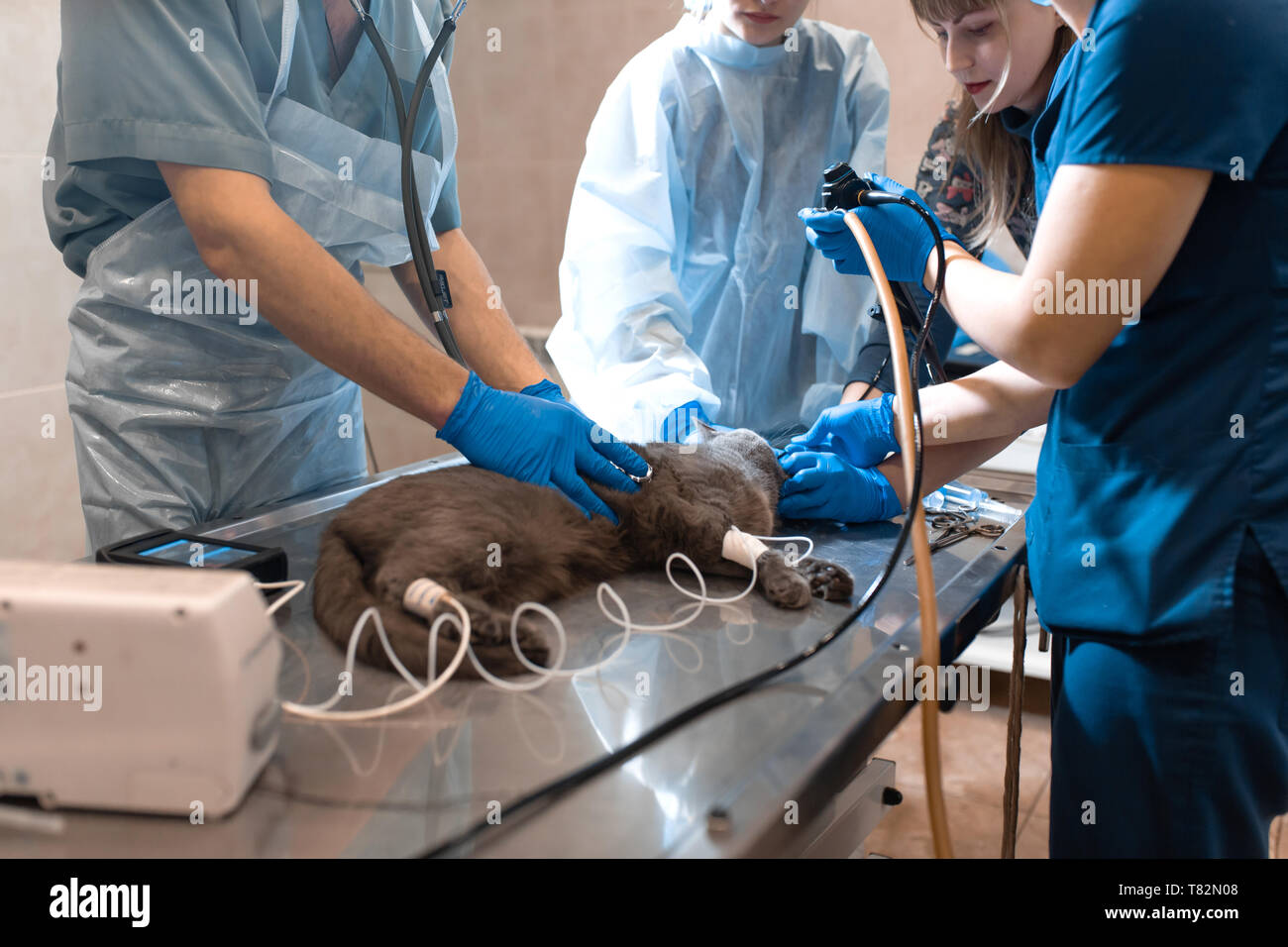 Castration High Resolution Stock Photography and Images Alamy