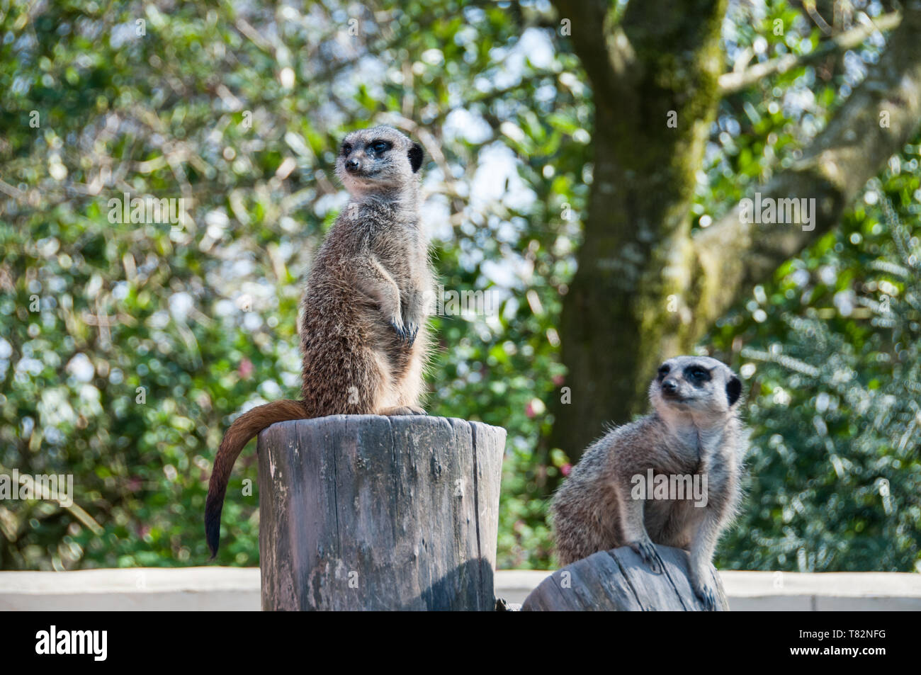 Meerkats in the Mini Zoo at Williamson Park, Lancaster, UK Stock Photo