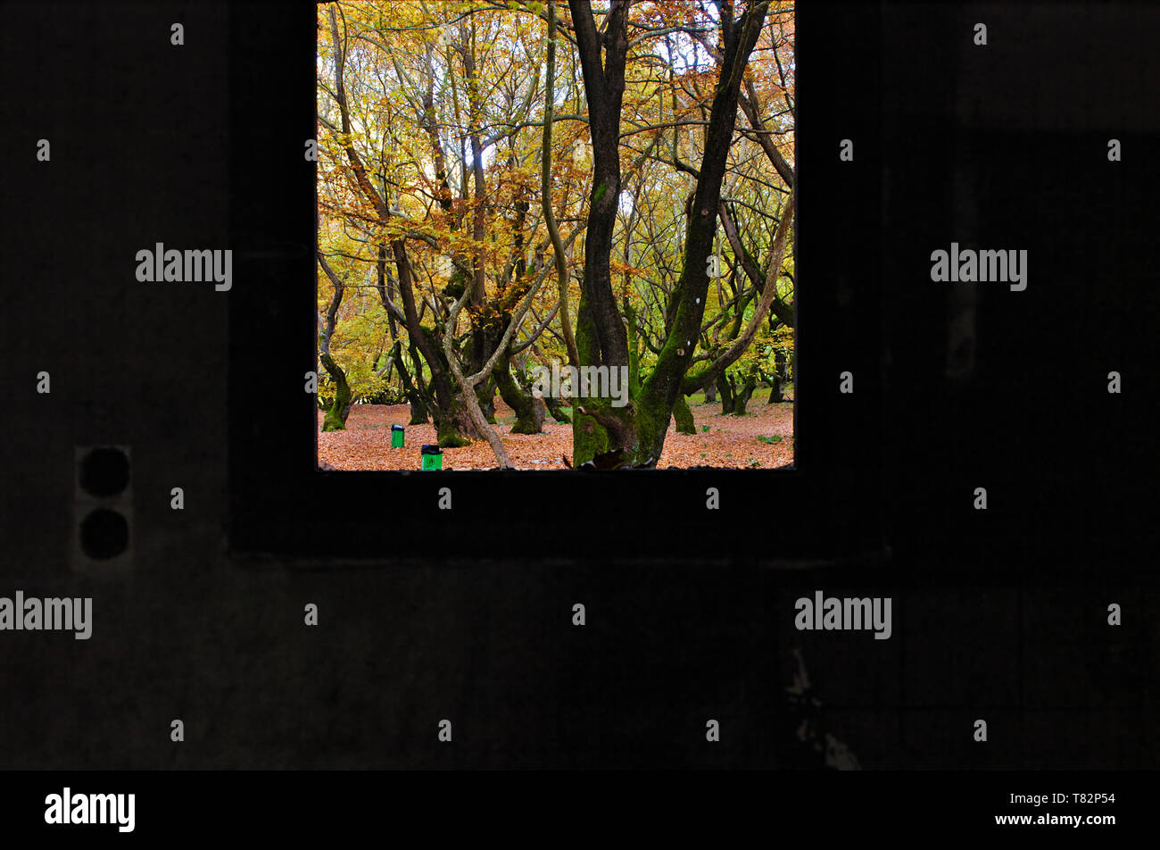 Beautiful autumn view from abandoned building window. Vibrant landscape nature colors, contrasts with pale dark building interior. Sycamore plane tree Stock Photo