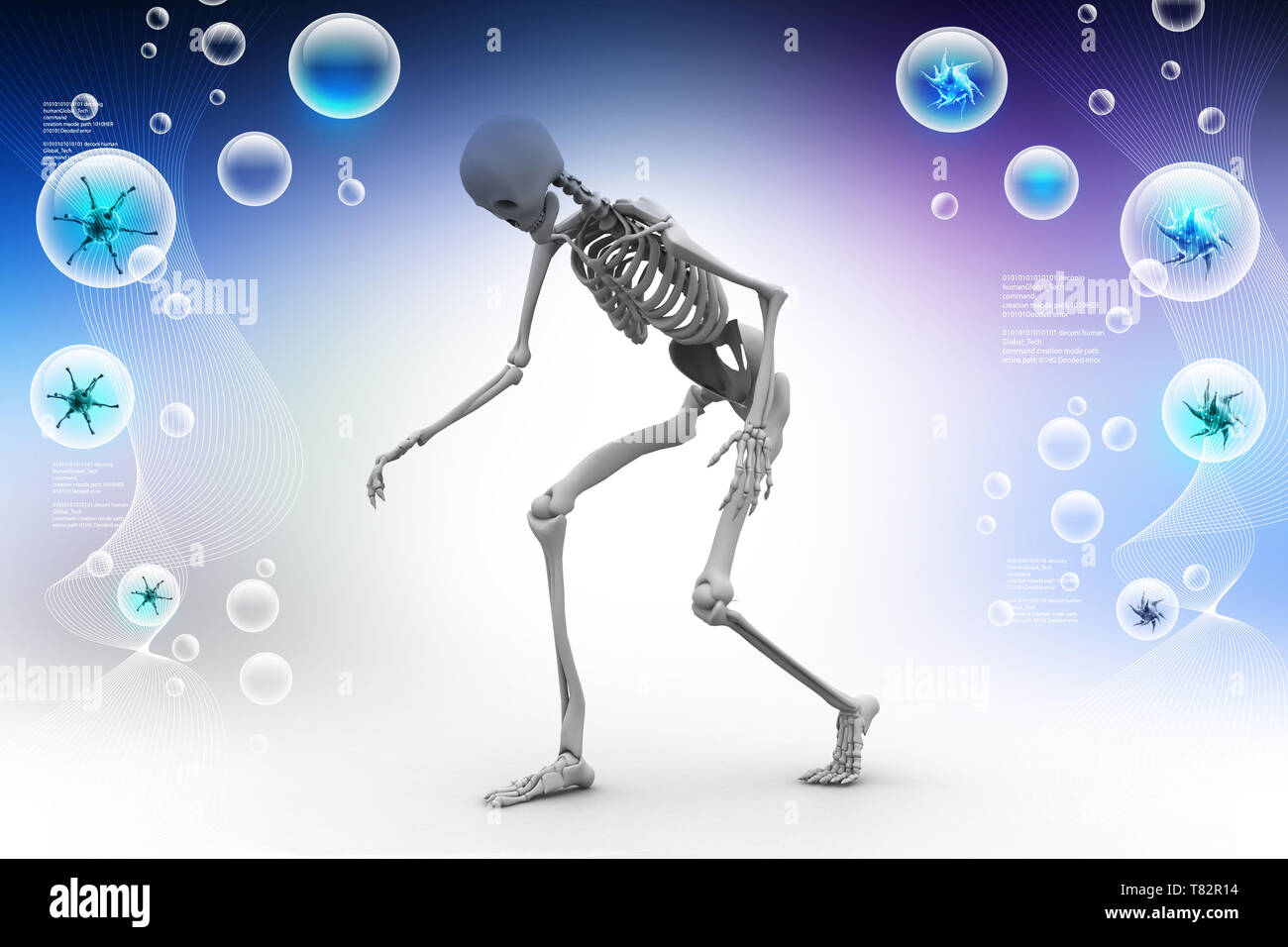 Human Bone Marrow Anatomy High Resolution Stock Photography and Images ...