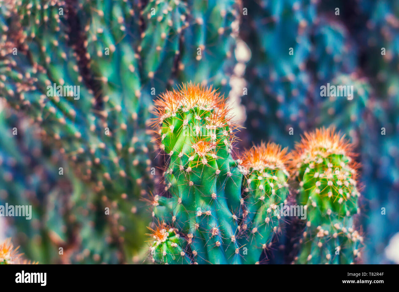 Cactus Cereus Peruvian. Succulent floral photo. Curative exotic spiny plant. Stock Photo