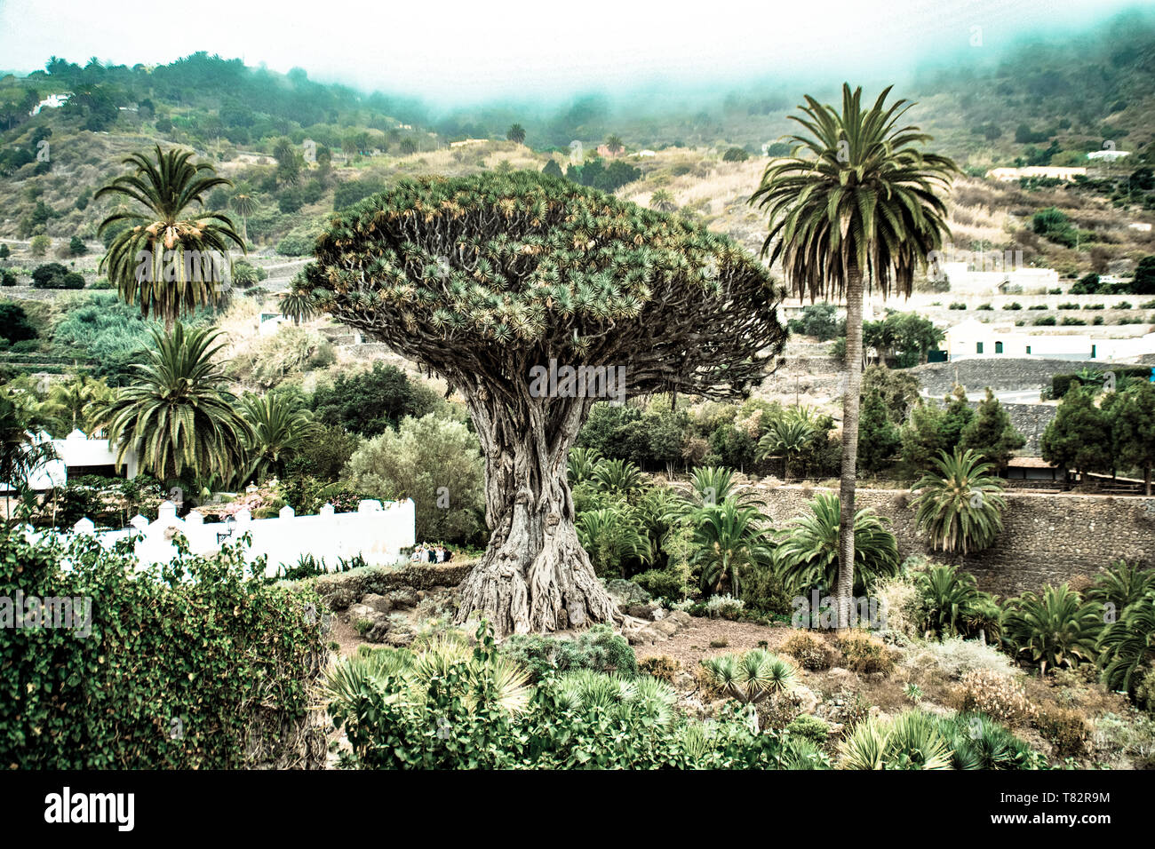 The canarian Dragon tree of Icod de los Vinos, Tenerife, Canary Islands Stock Photo