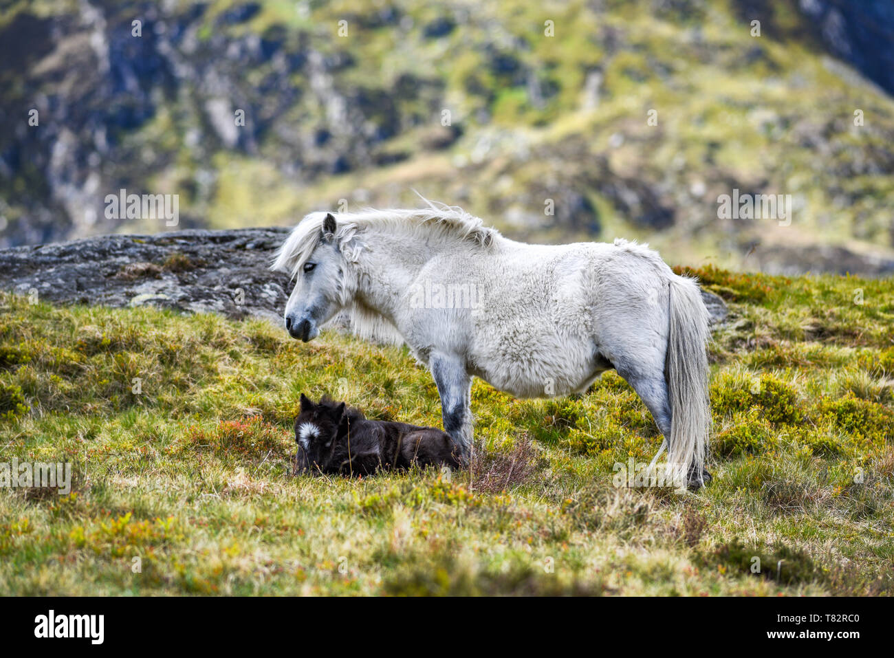 A pony with its foal grazing in the mountains of Snowdonia in Wales. Stock Photo