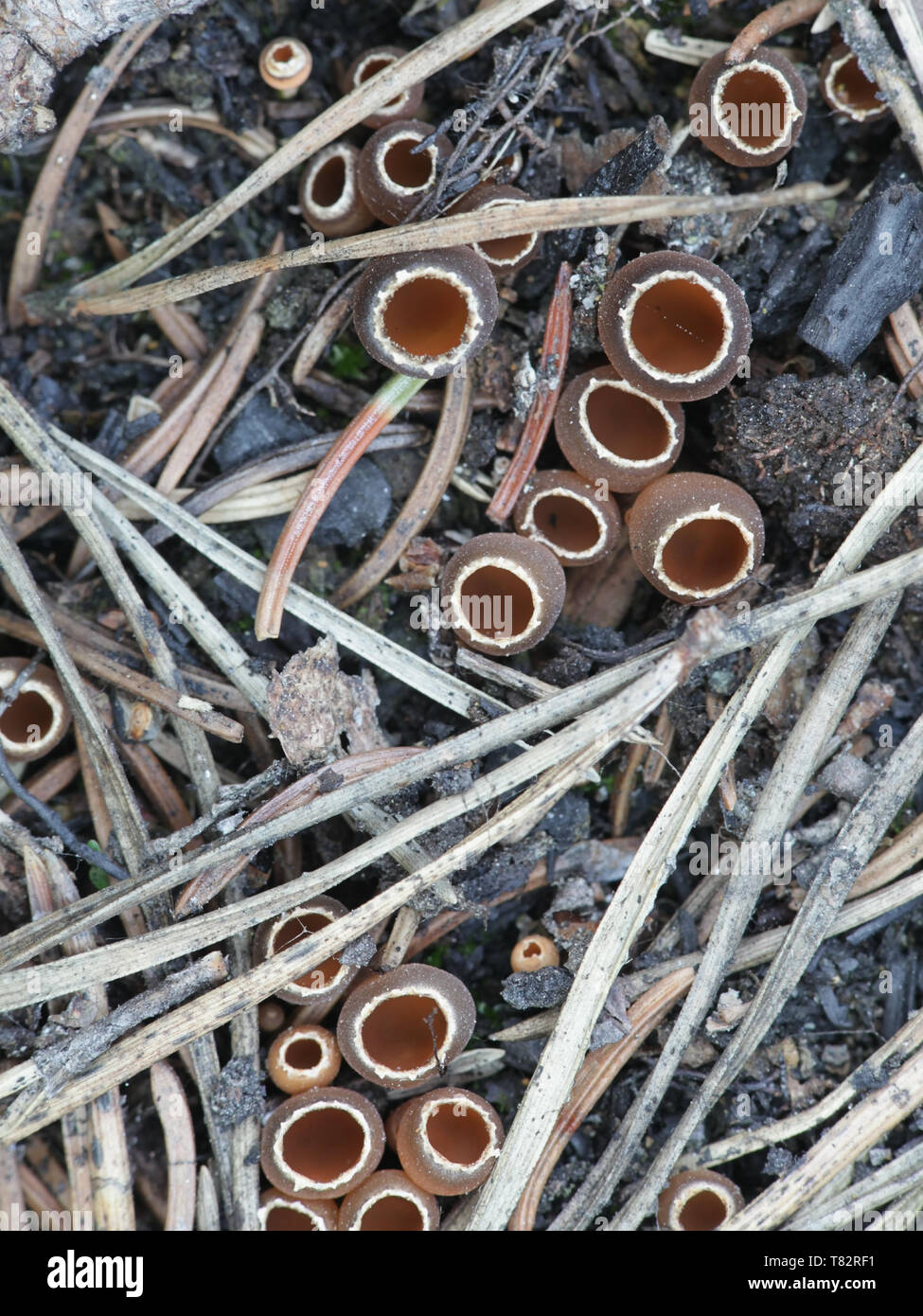 Carbonaria hi-res stock photography and images - Alamy