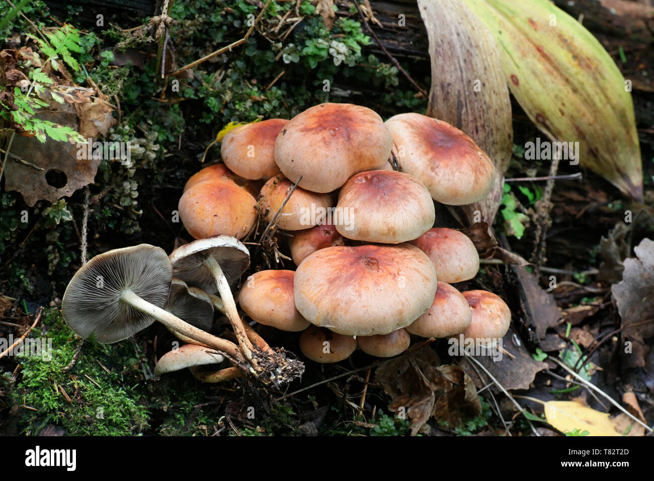 Hypholoma lateritium (Hypholoma sublateritium), Brick Tuft mushroom Stock Photo
