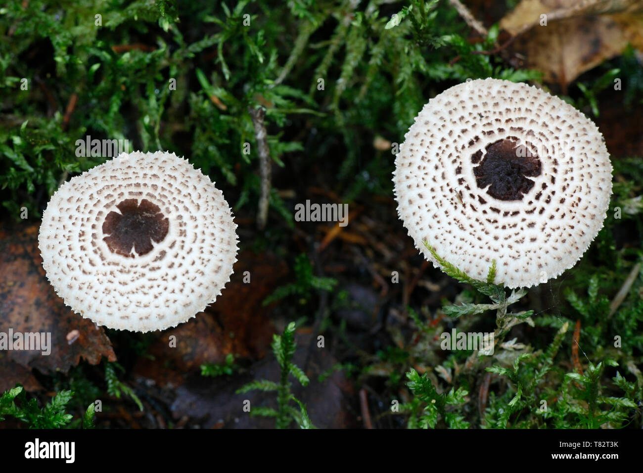 Cat dapperling, Lepiota felina, wild mushroom from Finland Stock Photo -  Alamy