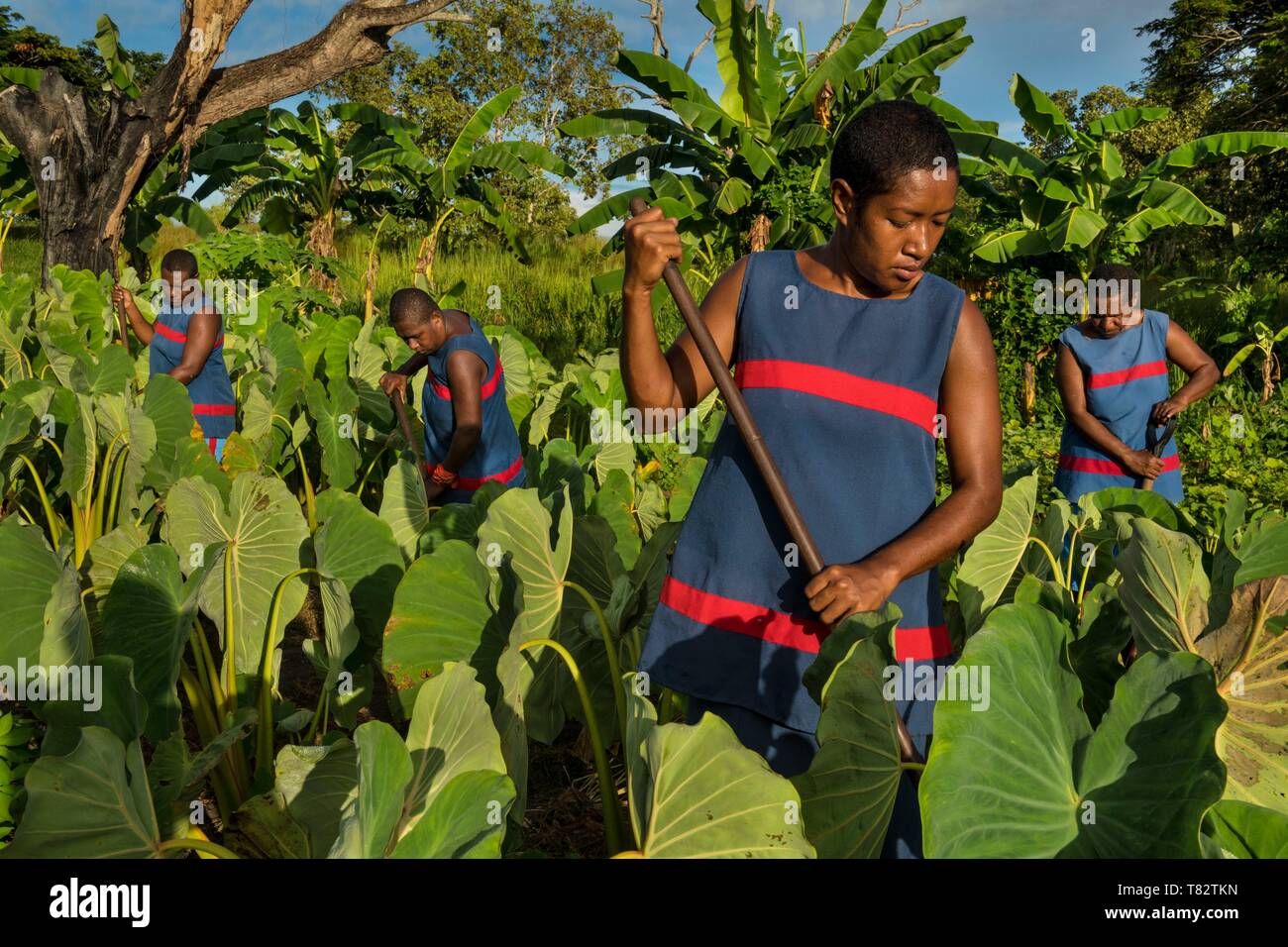 Papua New Guinea, Gulf of Papua, National Capital District, Port Moresby City, Bomana Prison, Female division, prisonners gardening Stock Photo
