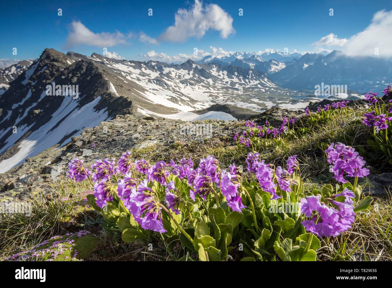 France, Hautes Alpes, Nevache, La Clarée valley, Col des Muandes (2828m), Alpine primrose (Primula latifolia) Stock Photo