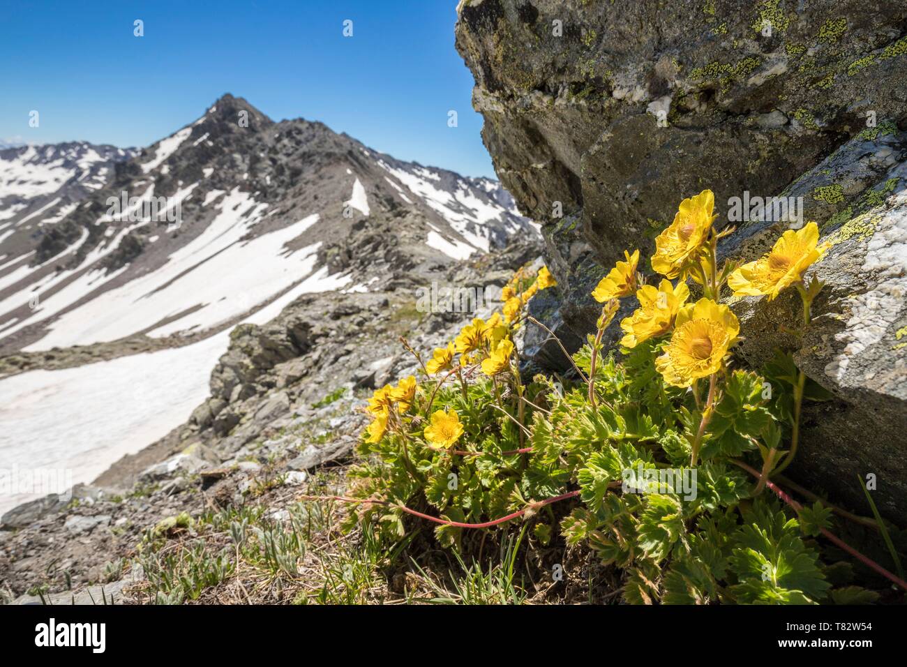 France, Hautes Alpes, Nevache, La Clarée valley, Creeping Avens flowers (Geum reptans) at Col des Muandes (2828m) Stock Photo